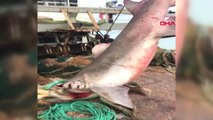 Antalya Dev Köpek Balığı, Açık Artırmayla 2 Bin 500 TL'ye Satıldı