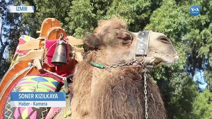 Deve Güreşleri: Bir Yörük Geleneği