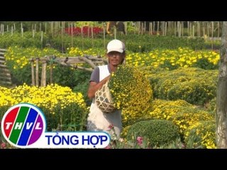 THVL | Cúc mâm xôi “cháy hàng” với giá cao kỷ lục