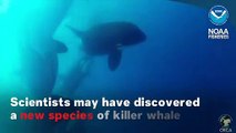 Scientists May Have Discovered New Species Of Killer Whale