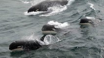 Scientists May Have Discovered New Species Of Killer Whale