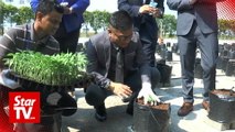 Rooftop chilli farming makes debut in Melaka