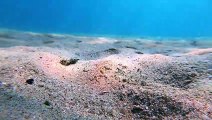 Fish Dives Under Sea Floor