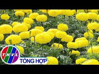 THVL | Nông dân tất bật thu hoạch hoa vạn thọ Tết