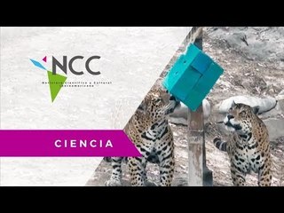 Grandes felinos se encuentran en la lista de especies en peligro