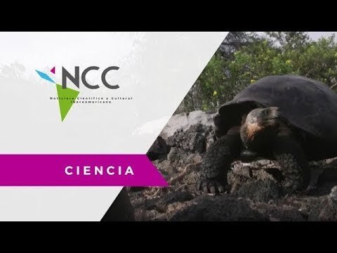 Parque Nacional Galápagos conserva especies de tortugas gigantes