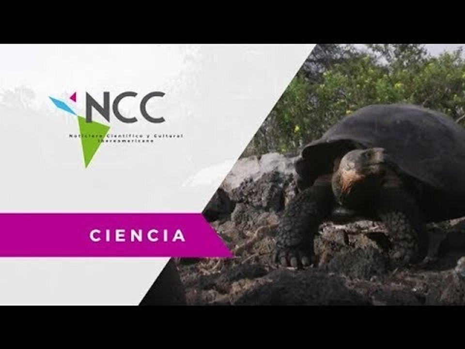 Parque Nacional Galápagos conserva especies de tortugas gigantes