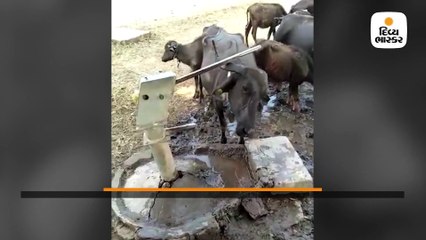 ડંકીએ પાણી પીવા આવી તરસી ભેંસ, થોડી વારમાં જ વાઇરલ