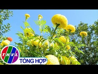THVL | Chào buổi sáng (12/02/2019)