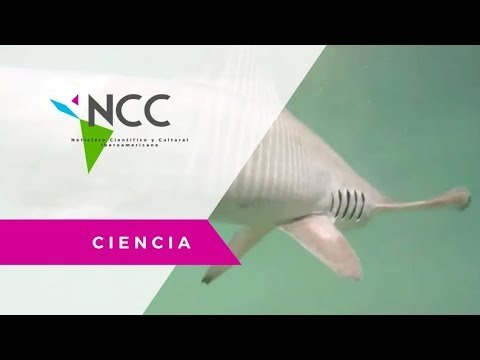 Biólogos descubren refugio de tiburones martillo