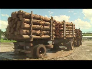 Reserva Mapuche vs. Industrias forestales - CHL - AFP / Ciencia / NCC 26 / 12.02.18