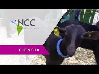 Rusia importa cabras españolas