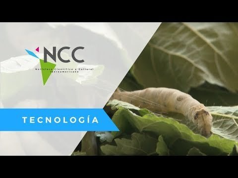 Científicos cubanos crían gusanos de seda