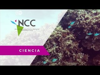 Fiyi podría desaparecer; amenazado por el aumento del nivel del mar