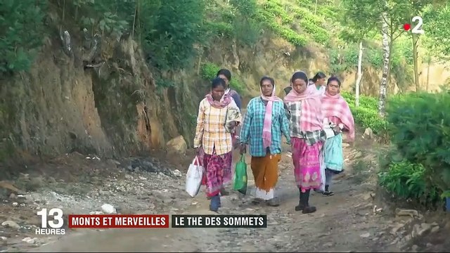 Feuilleton monts et merveilles : en Inde, la plus haute plantation de thé au monde (1/5)