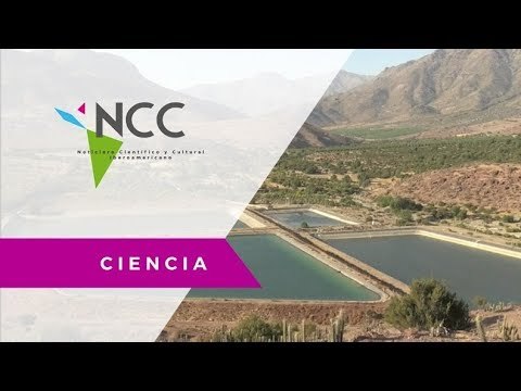 Pobladores de Chile sufren la falta de agua por la sobra de aguacates