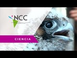 Halcones en la ciudad, señal de buena salud