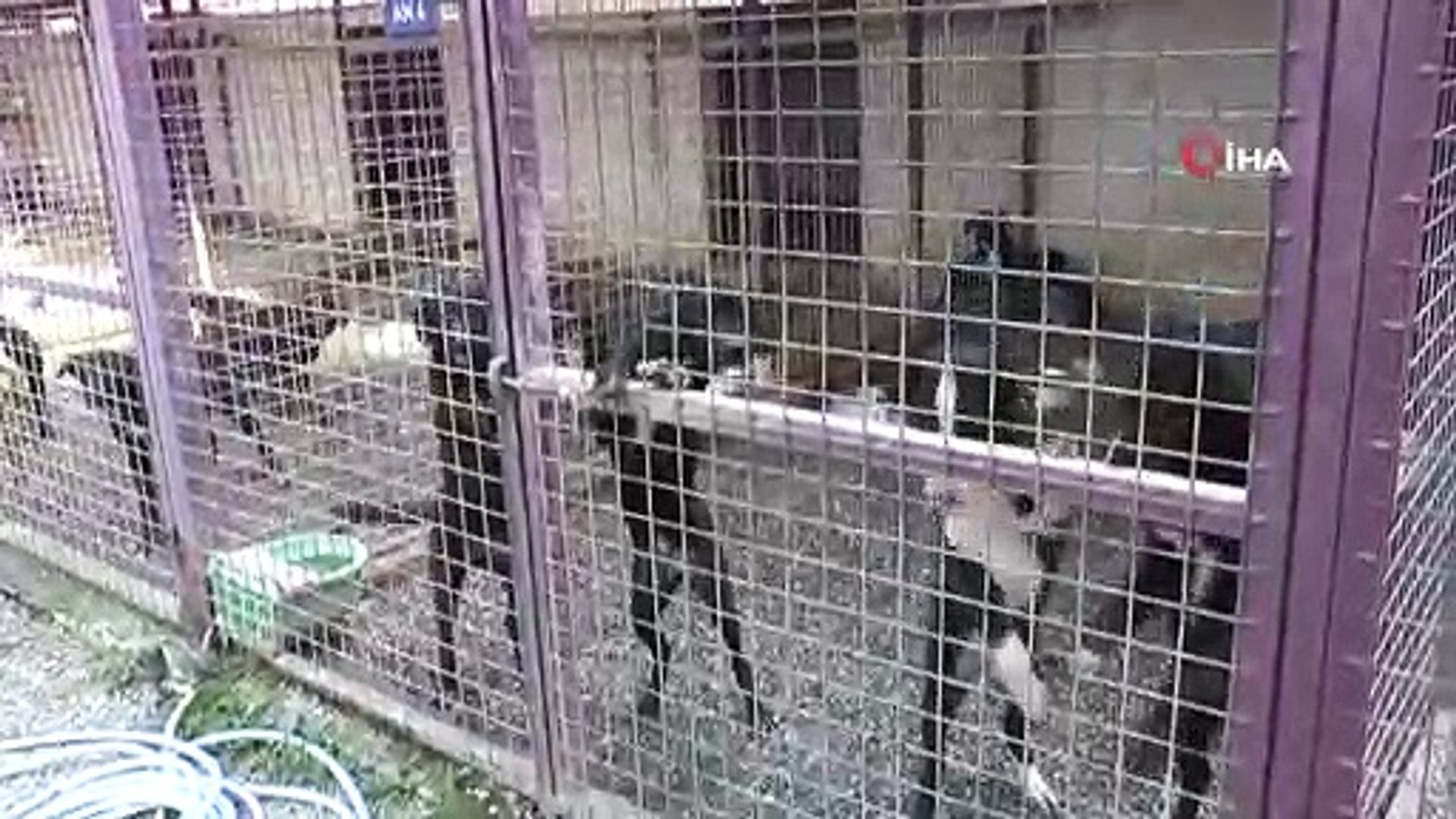 Bodrum'da akıl almaz olay... Sarhoş kadın barınağı basıp köpekleri böyle  serbest bıraktı - Dailymotion Video