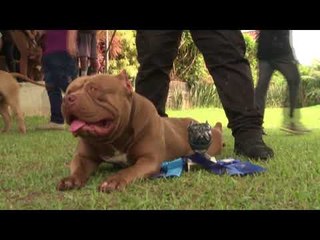 Cães fortes, preferidos no Brasil