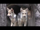 Ocho crías de lobo mexicano nacen en zoológico para luchar contra su extinción