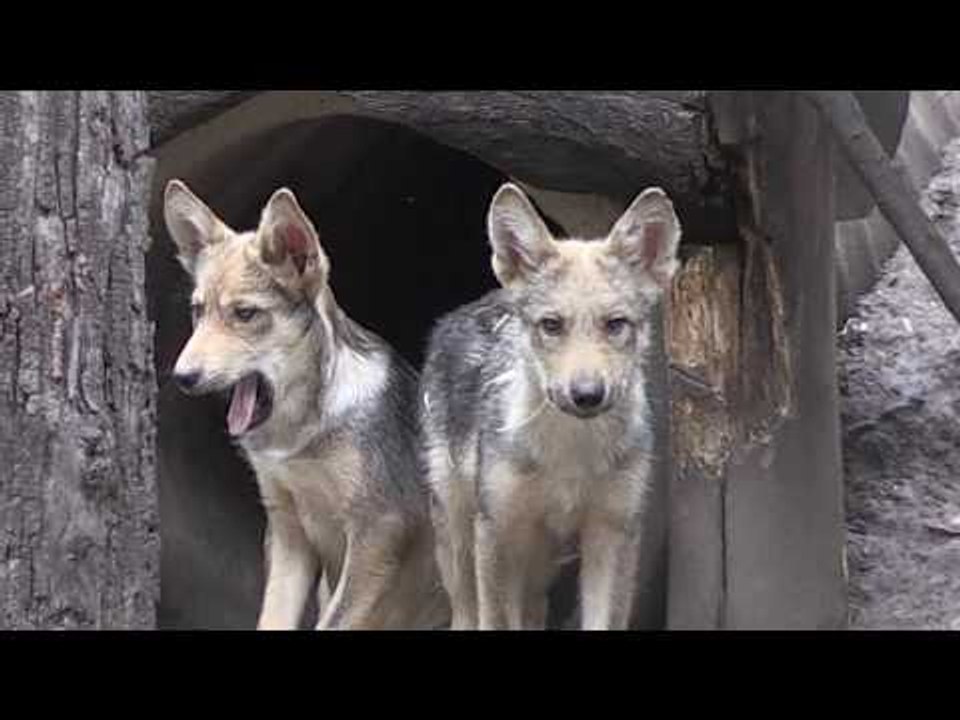 Ocho crías de lobo mexicano nacen en zoológico para luchar contra su extinción