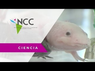 Ajolote, hermano gemelo de Quetzalcóatl