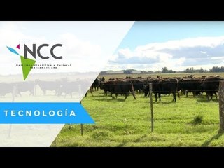 Tecnología agropecuaria para disminuir CO2 y mejorar producción de carne