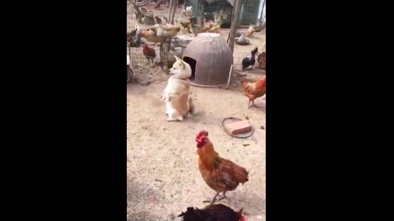 Pooch stands like a person in the middle of a chicken farm
