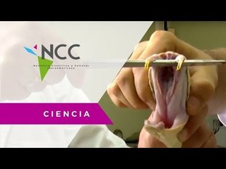 Investigación y producción, antídotos contra el veneno de serpientes