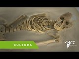 Restos humanos de 7 mil años en la Cueva Puyil