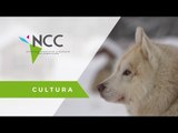 Perros siberianos en la tierra del fuego