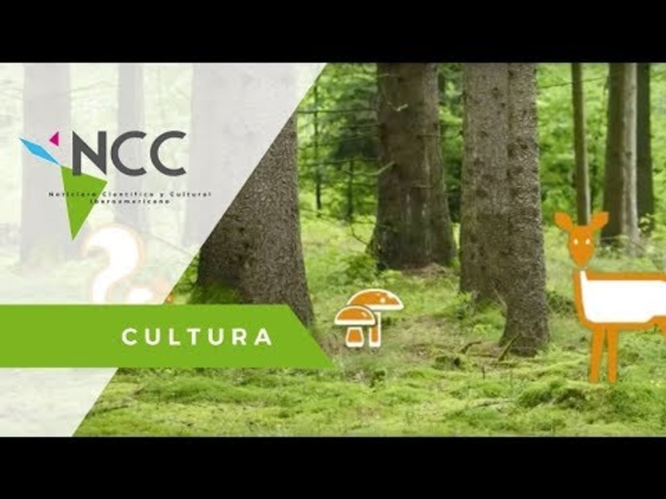 Esas fábricas de oxigeno llamadas bosques