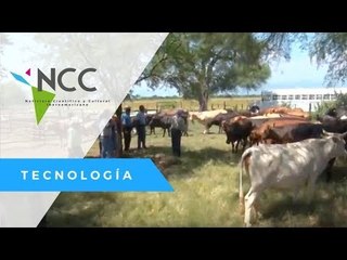 Buscan el pasto más adaptable a la sequía