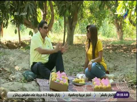 صباح البلد - صاحب إحدى مزارع المانجو: نعشق في الاسماعيلية المانجو وكرة القدم