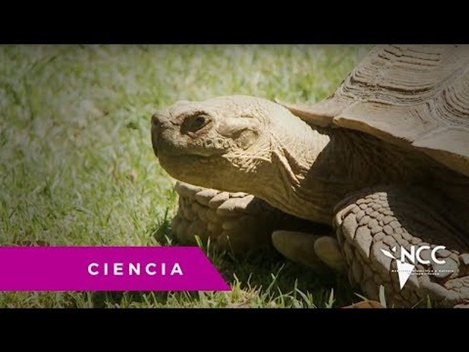Zoológico de Guadalajara, un edén para especies...