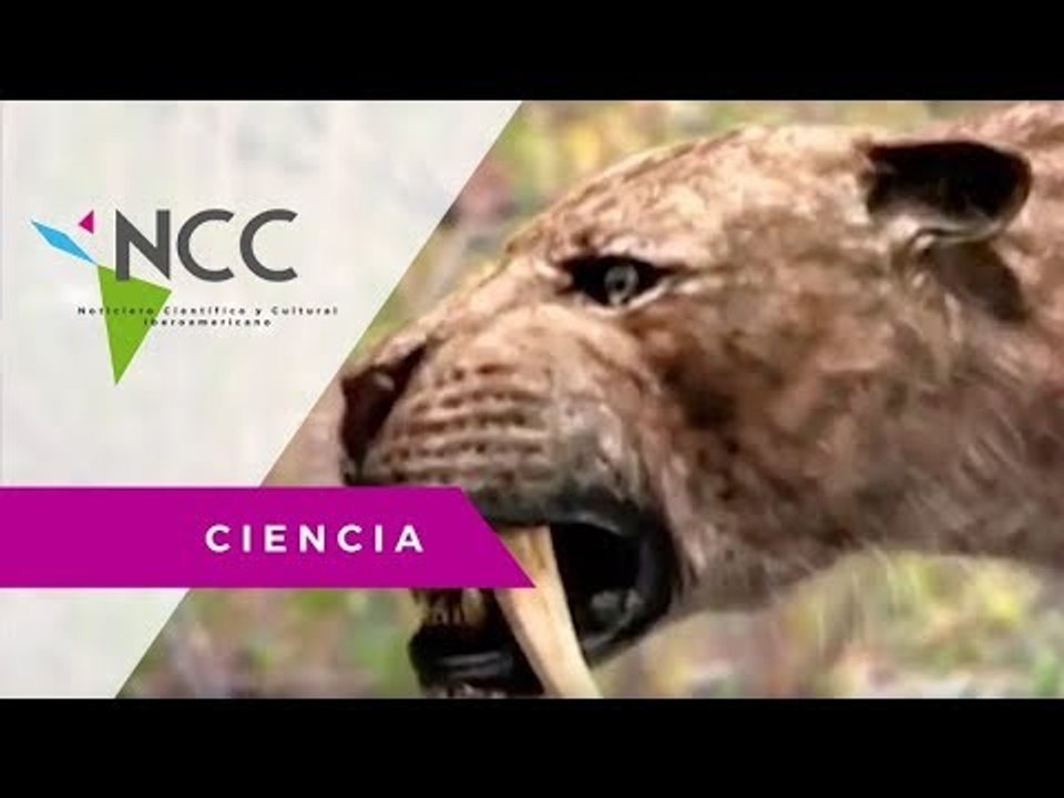 Nueva Especie de tigre dientes de sable