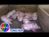 THVL | Xuất hiện ổ dịch lở mồm long móng trên đàn heo ở Quảng Nam