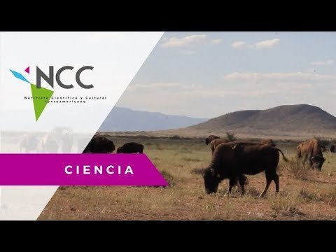 Manadas de bisontes cuidan el ambiente