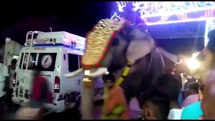 Elephant attack in India/Kerala Temple Festival