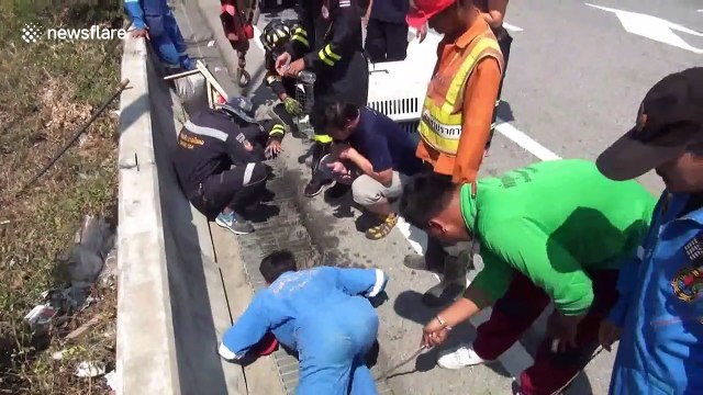 Dozens of chicks are rescued after falling into motorway storm drain