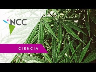 Consumo libre de marihuana en Canadá