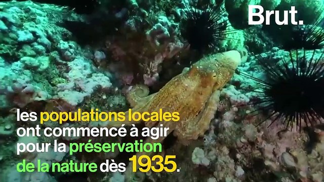 L'archipel Juan Fernández, terre de Robinson Crusoé, protège son écosystème