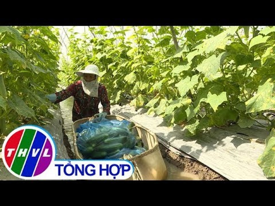 THVL | Nông nghiệp bền vững: Sản xuất dưa leo an toàn, tiết kiệm