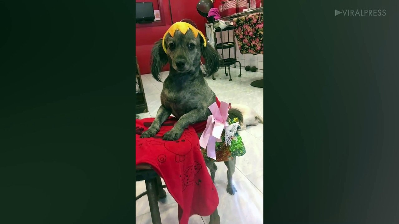 Doggy Puts On Her Glad Rags