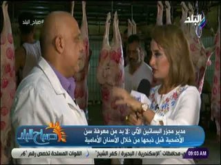 صباح البلد - كيف تختار أضحية بصحة جيدة وتكتشف حيل التجار