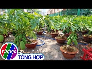 THVL | Ngỡ ngàng những chậu cây cảnh "độc lạ" phục vụ Tết Kỷ Hợi