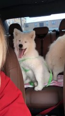 Pooch Sneezes to the Beat