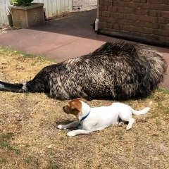 Puppy is Best Buds with a Big Bird