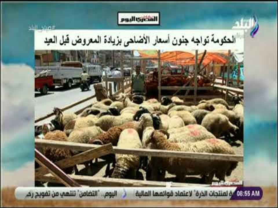 صباح البلد - الحكومة تواجه جنون أسعار الأضاحى ب...