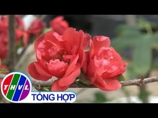 THVL | Mai đỏ ngoại nhập thu hút người mua hoa tết